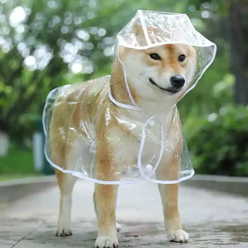 Dog in clear raincoat on a rainy day