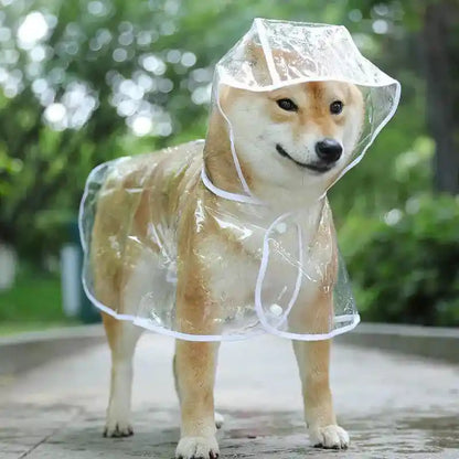 Dog in clear raincoat on a rainy day