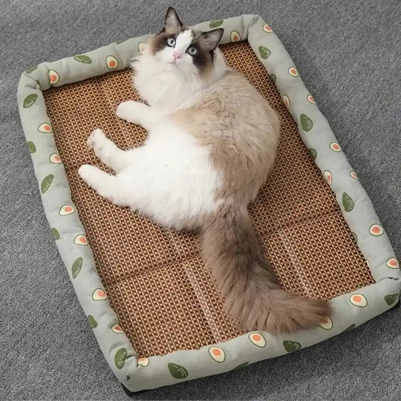 Cat lounging on comfortable rattan bed