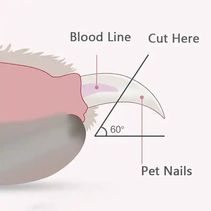 Diagram showing pet nail cutting angle