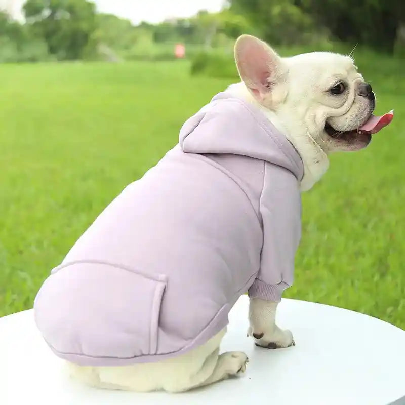 Dog in lavender hoodie, cozy small dog clothes.