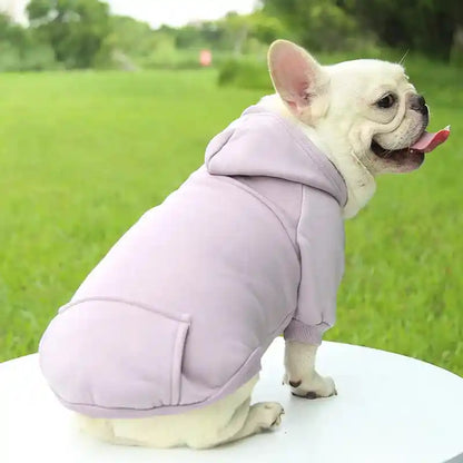 Dog in lavender hoodie, cozy small dog clothes.