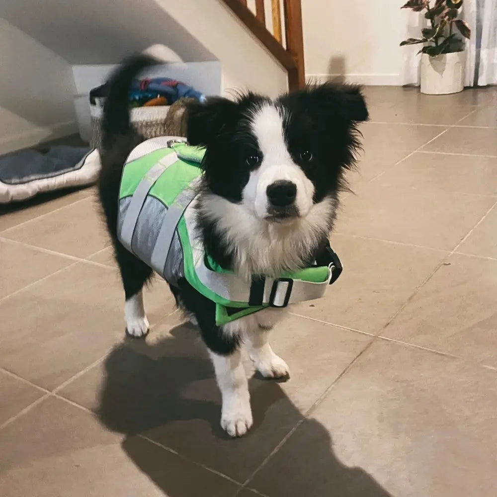 Puppy Dog Life Jacket: Reflective Life Harness Vest for Small to Medium Dogs!