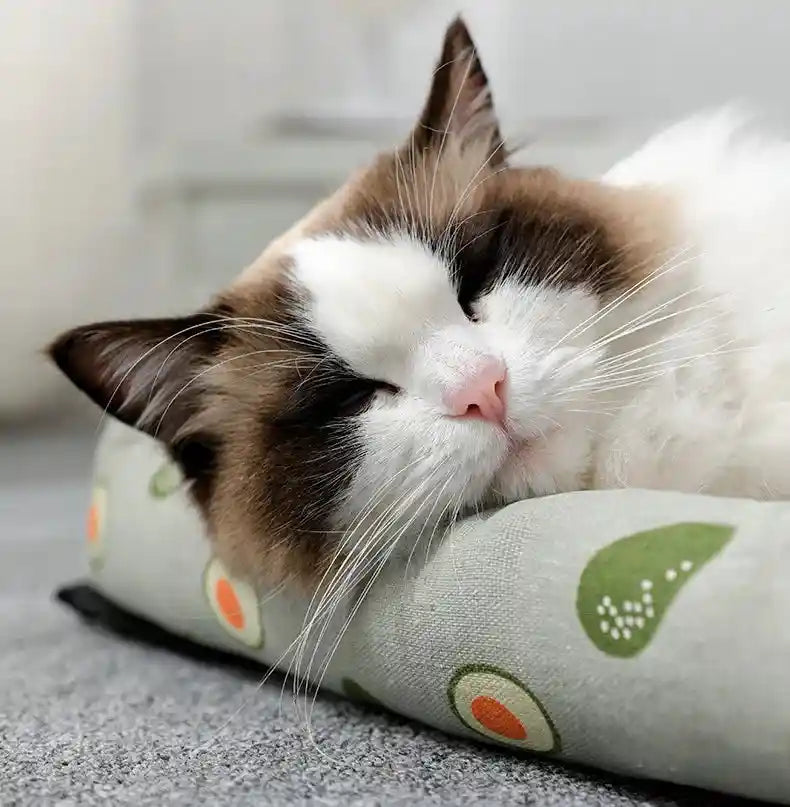 Close-up of cat resting on rattan bed