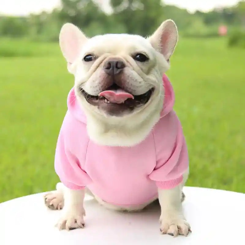 Dog in pink hoodie, warm small dog clothes.