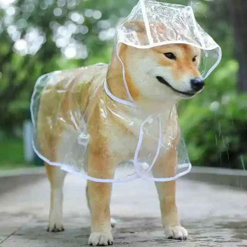 Dog in clear raincoat on a rainy day