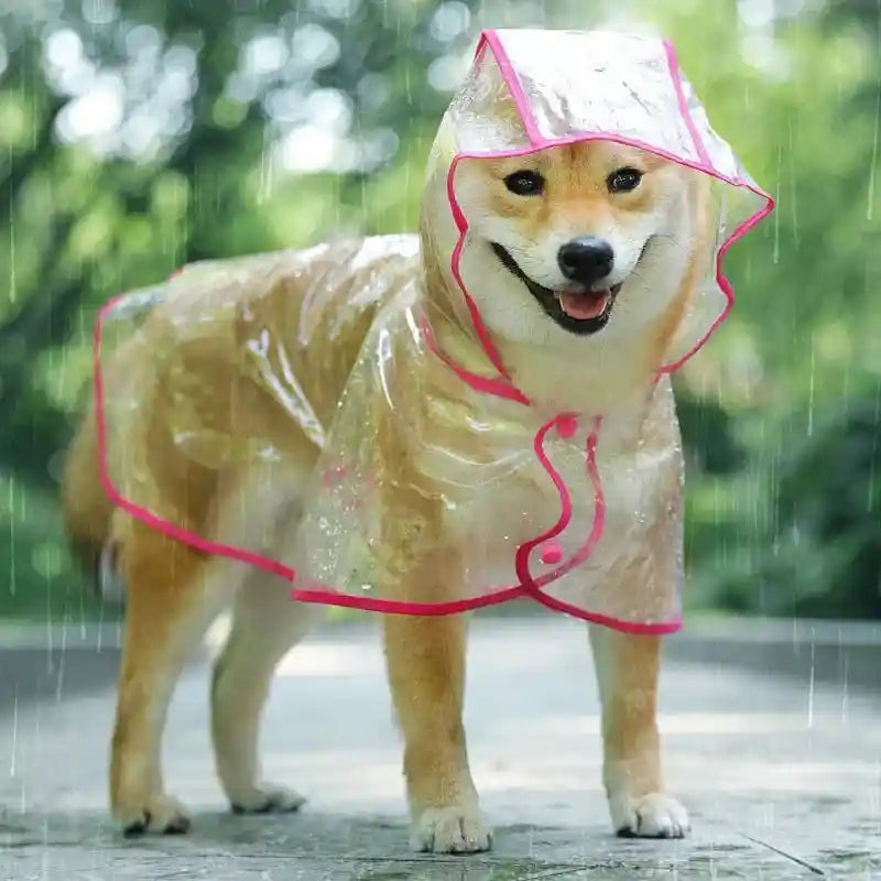 Happy dog in pink-trimmed raincoat