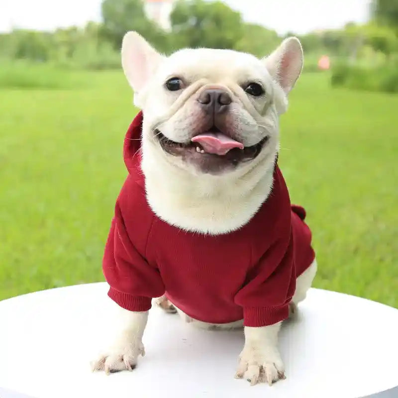 Dog in red hoodie, small dog clothes for warmth.