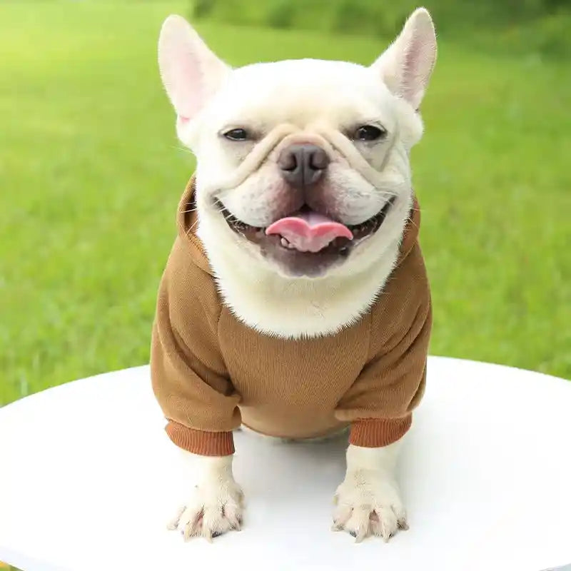 Dog in brown hoodie, stylish small dog clothes.